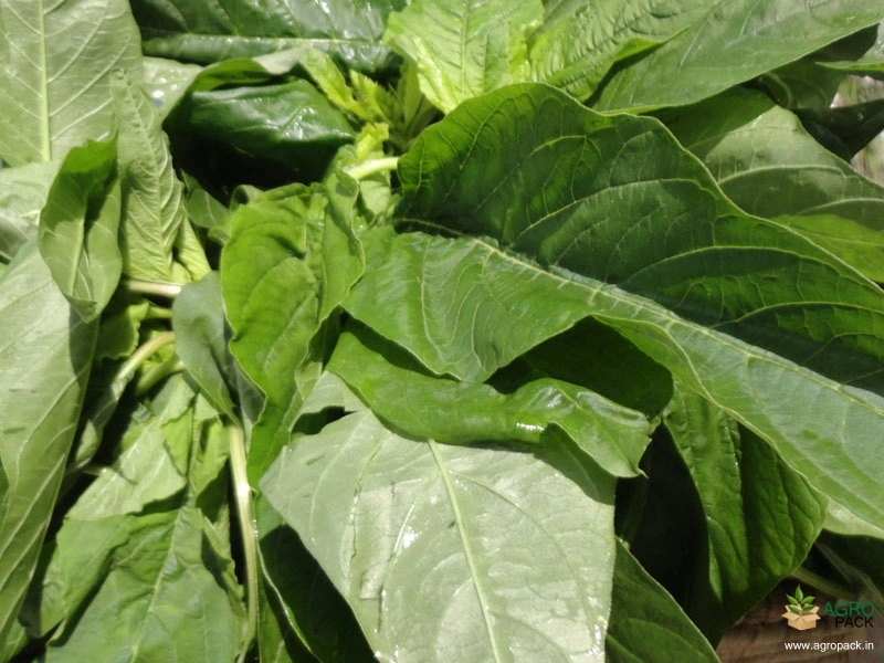 Green-Amaranth3