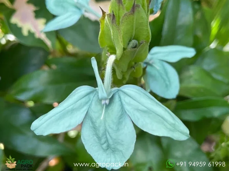 Green-Crossandra1