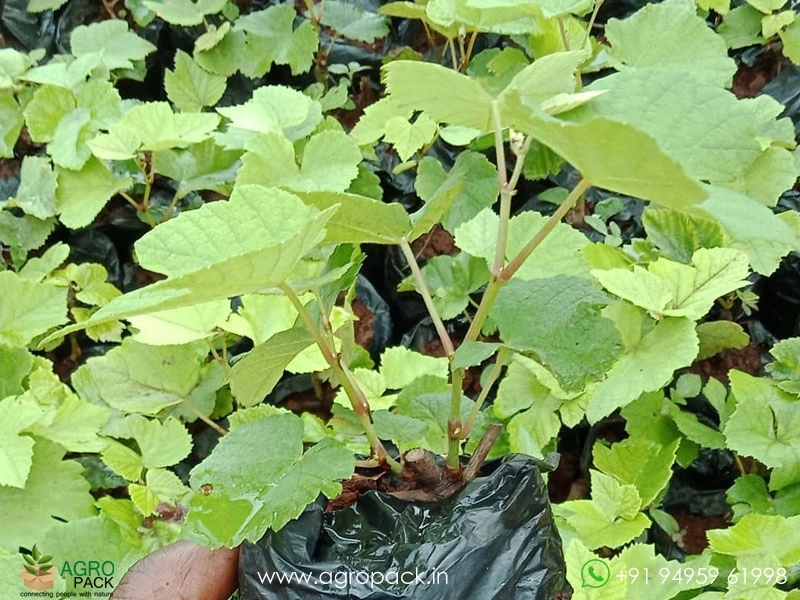 Green-Grape3