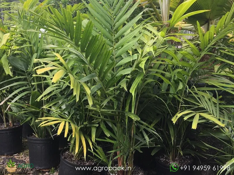 Green-Kentia-Macarthur-palm3