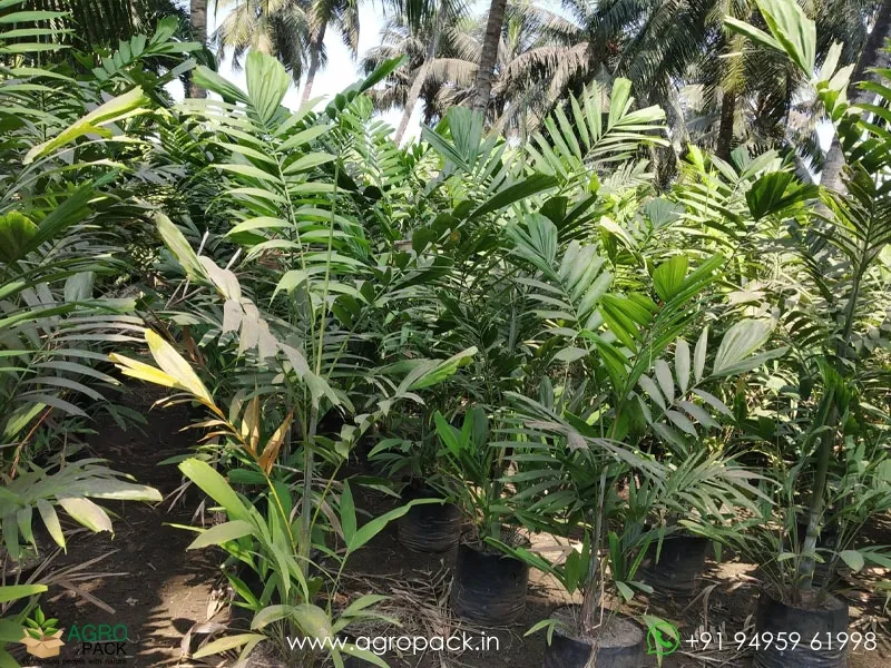 Green-Kentia-Macarthur-palm4