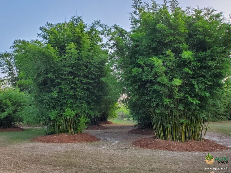 Green-Multiplex-Bamboo1