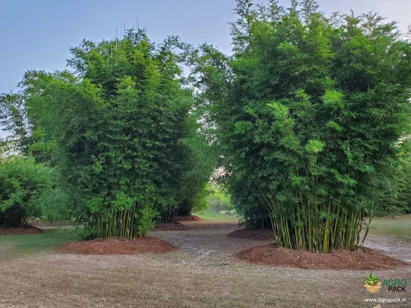 Green-Multiplex-Bamboo1