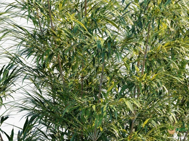 Green-Multiplex-Bamboo2