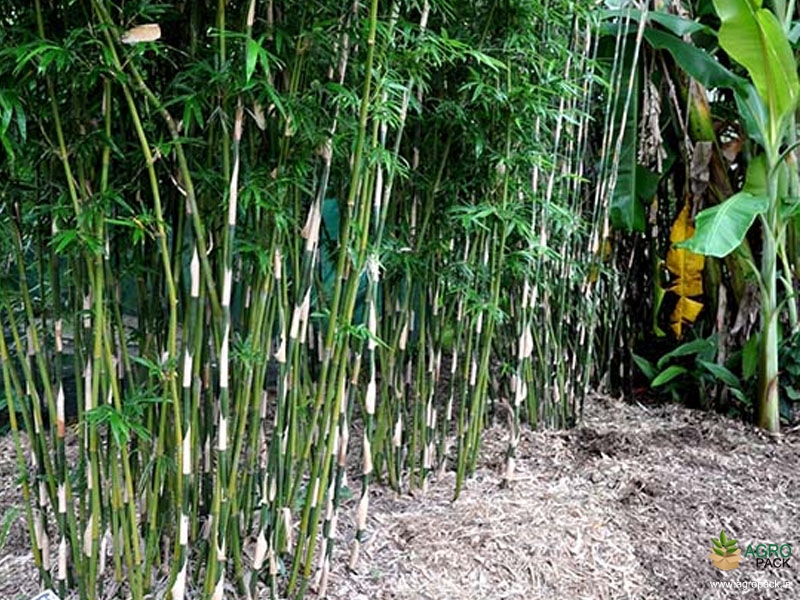 Green-Multiplex-Bamboo4