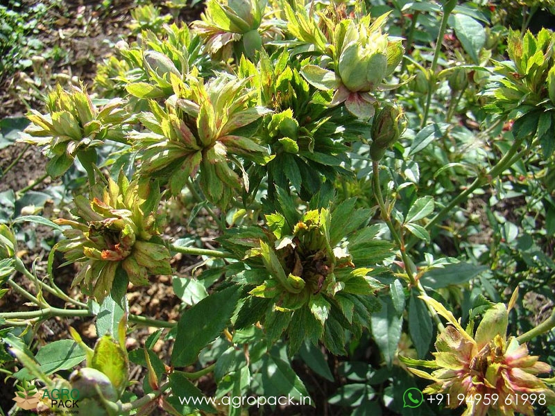 Green-Rose1