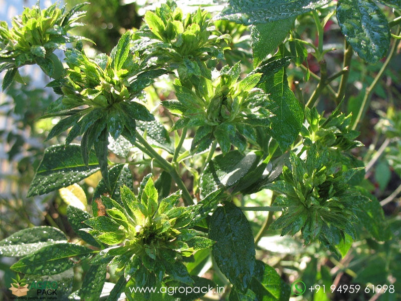 Green-Rose2