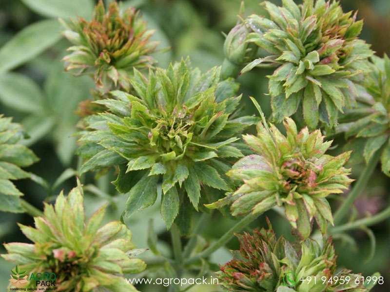 Green-Rose3