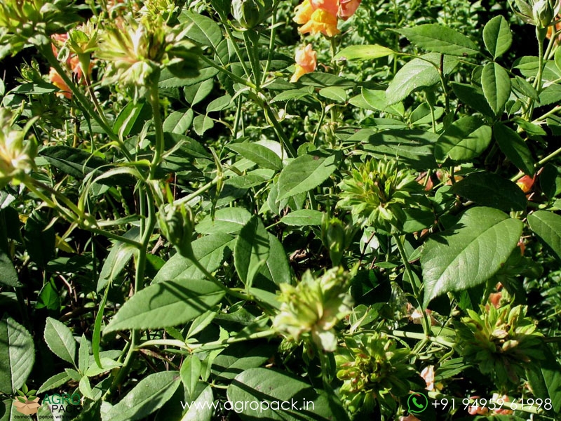 Green-Rose4