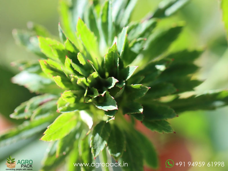 Green-Rose5
