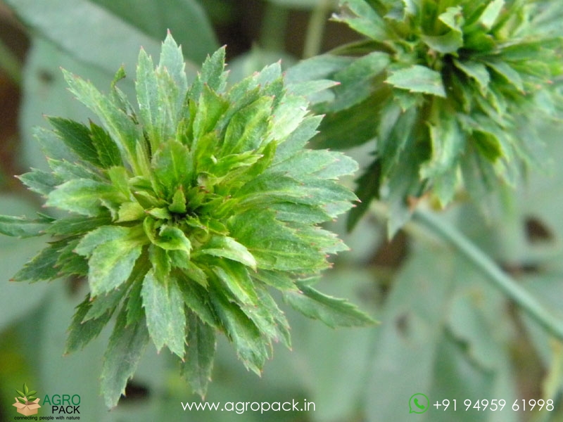Green-Rose6