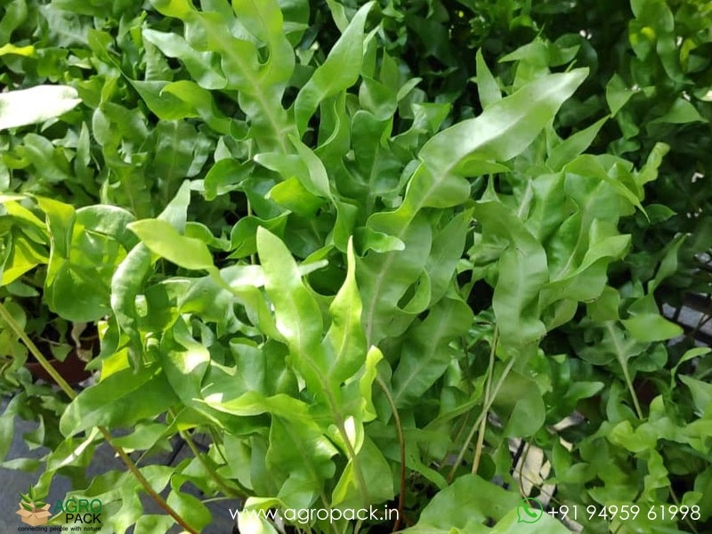 Greenwave-Fern2