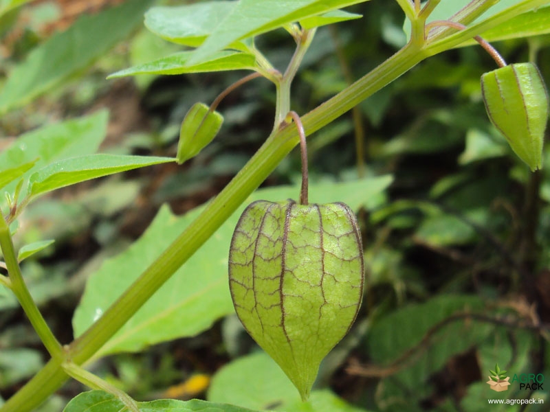 Ground-Cherry1