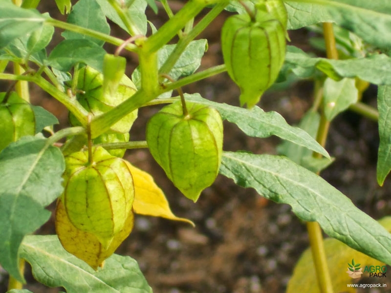 Ground-Cherry2
