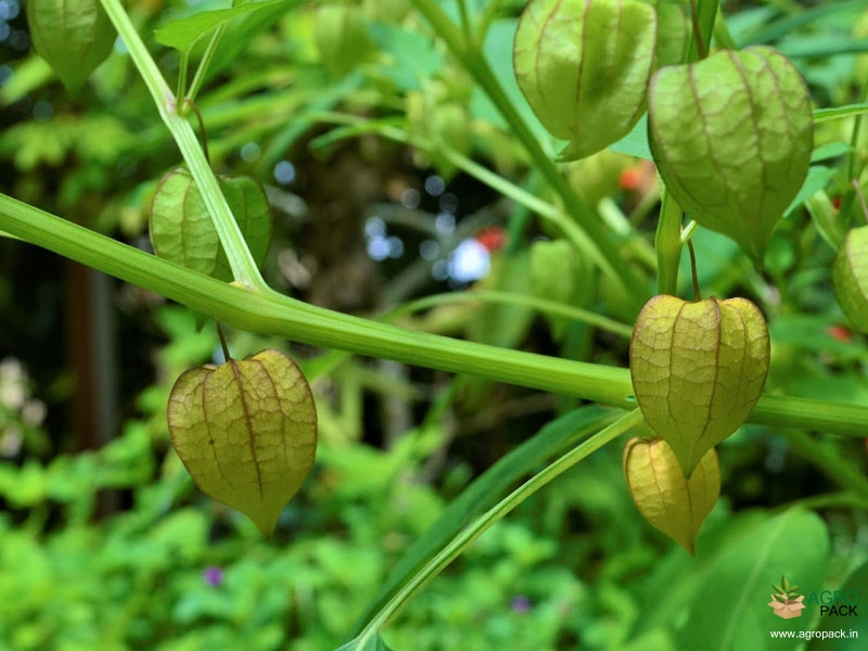 Ground-Cherry3