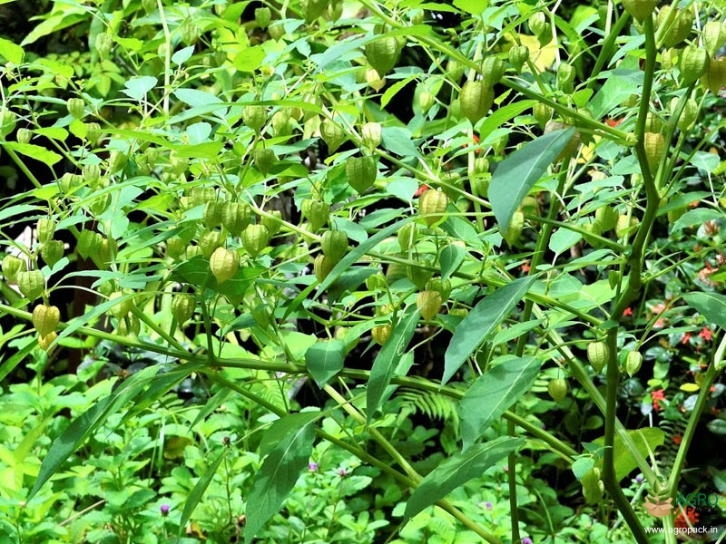 Ground-Cherry4