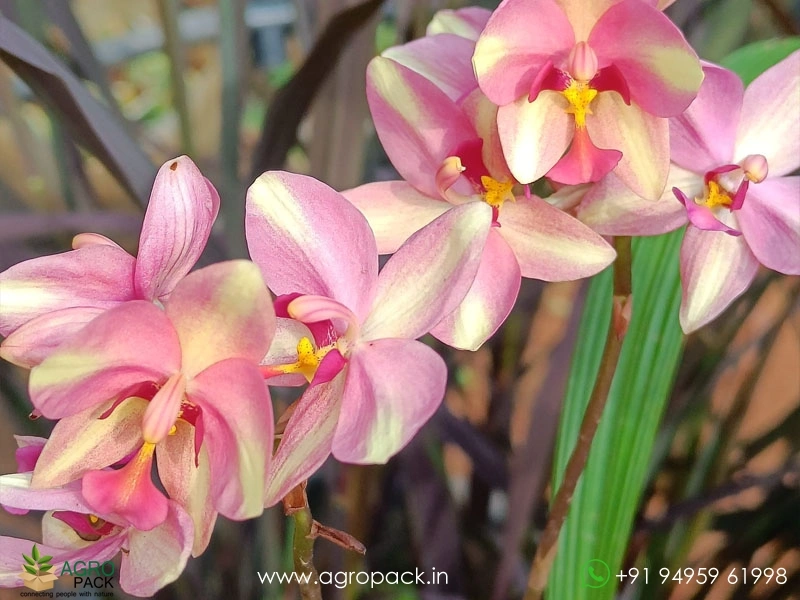 Ground-Orchid3