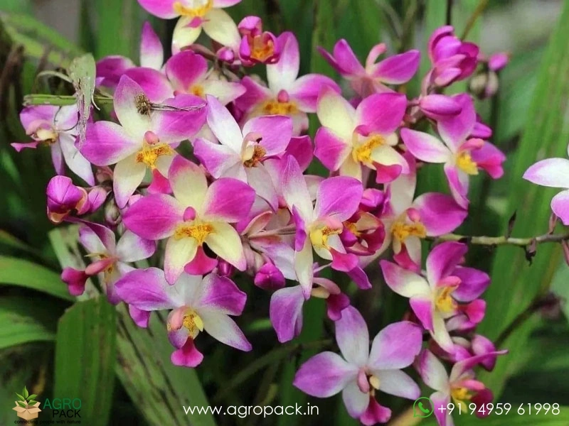 Ground-Orchid4