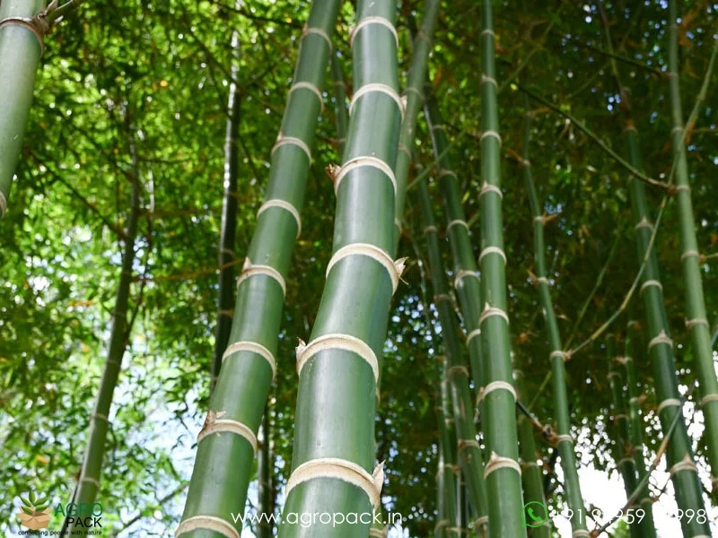 Guadua-angustifolia-Colombian-timber-bamboo2