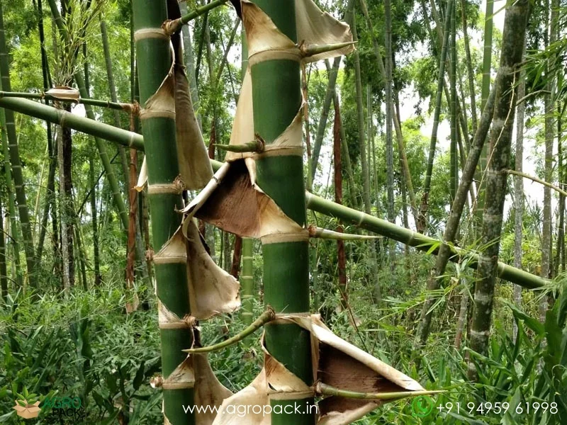 Guadua-angustifolia-Colombian-timber-bamboo3