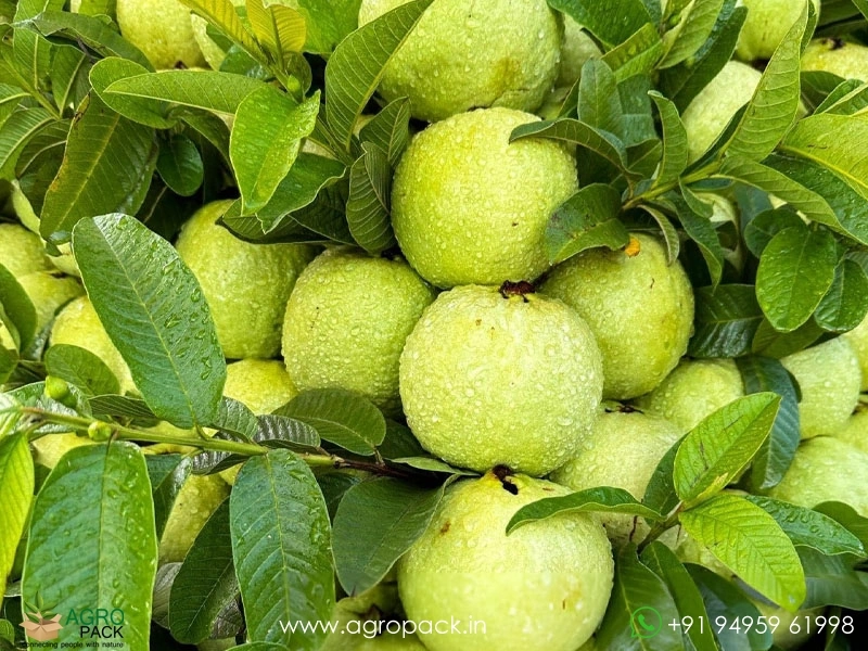 Guava1