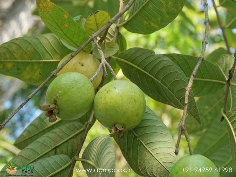 Guava2