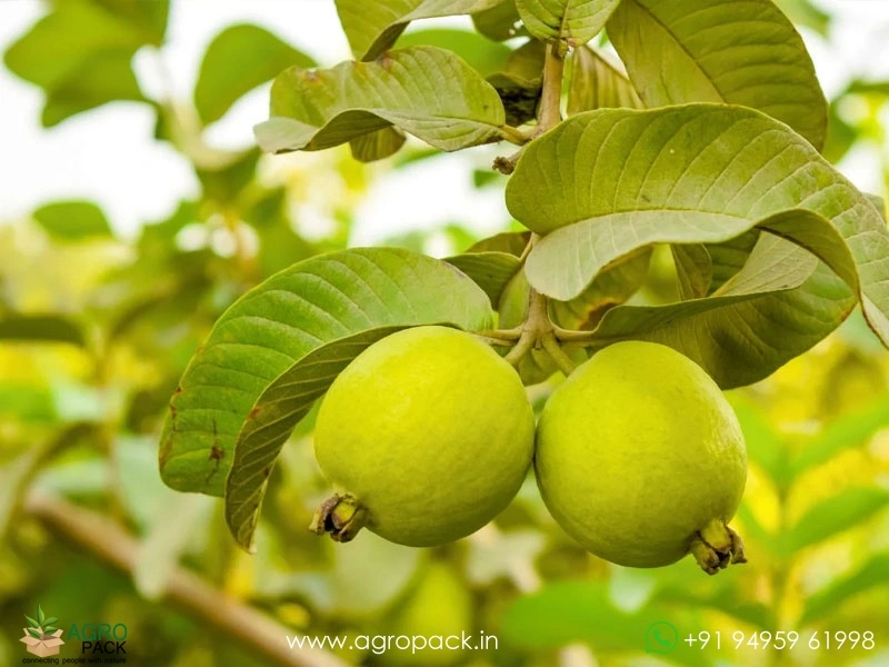Guava3