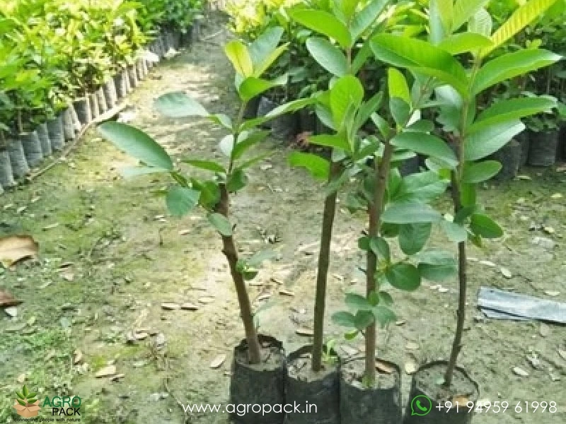 Guava5