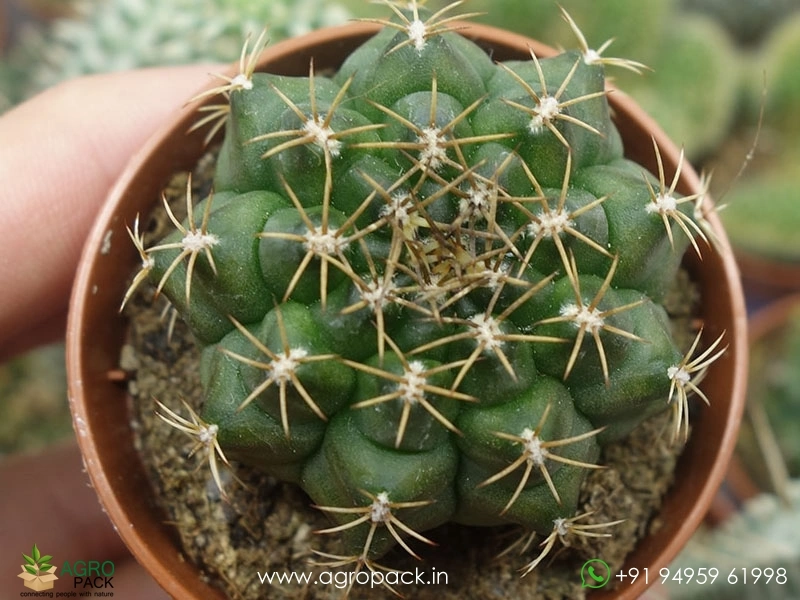 Gymnocalycium-Damsii-Cactus2