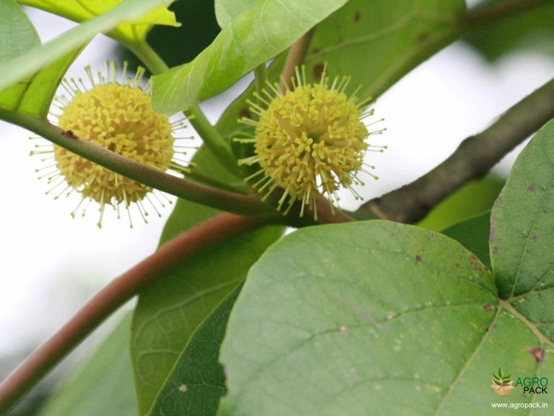 Haldina-Cordifolia1
