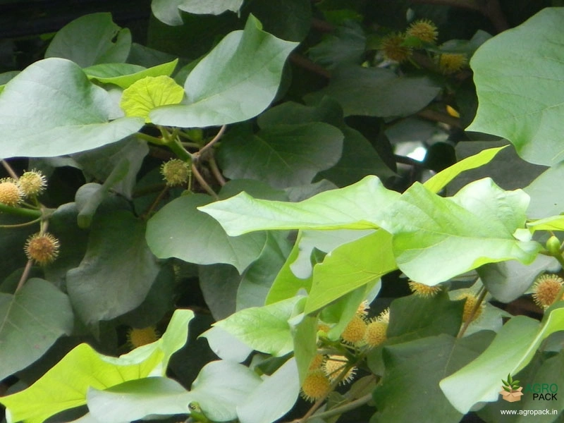 Haldina-Cordifolia3