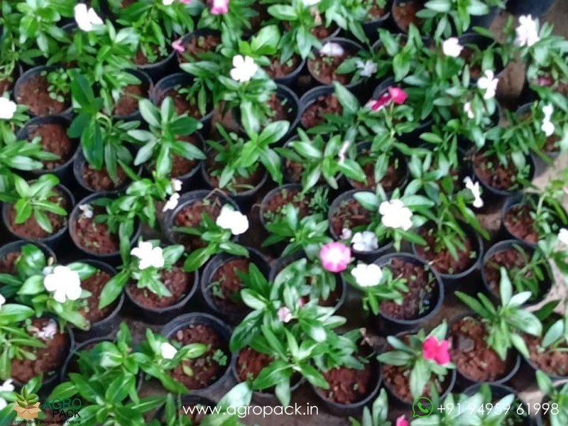 Hanging-Vinca-4-Color2