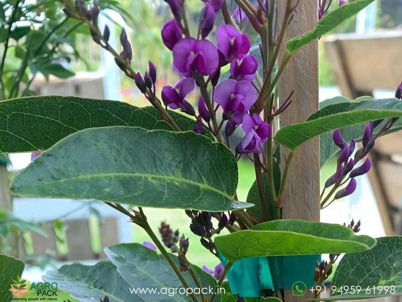 Hardenbergia-violacea1