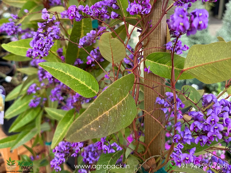 Hardenbergia-violacea3