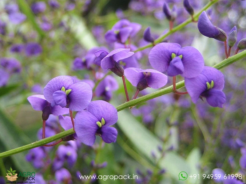 Hardenbergia-violacea4