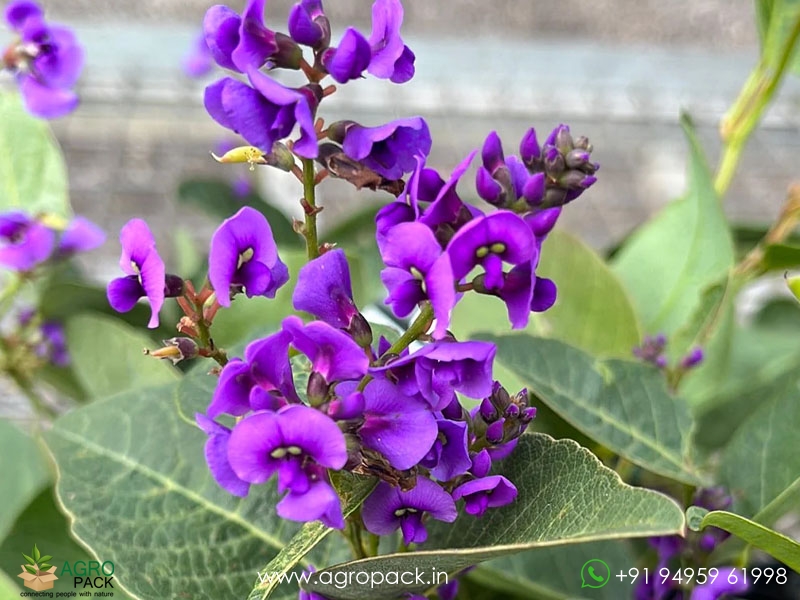 Hardenbergia-violacea5