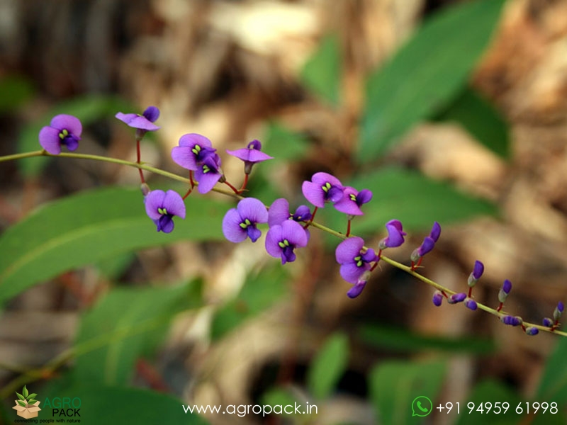 Hardenbergia-violacea6