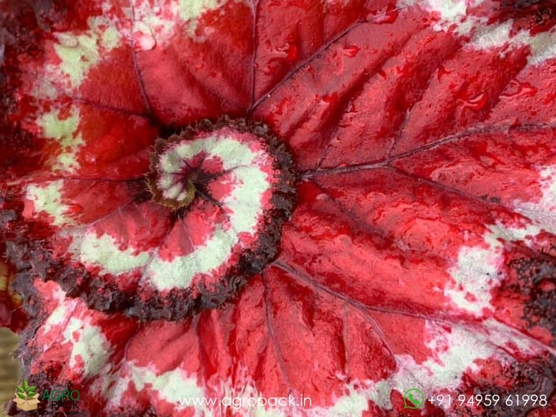 Harmonys-Tasmanian-Devil-Begonia1