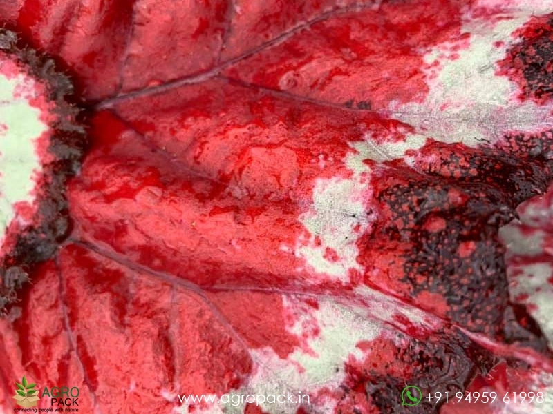 Harmonys-Tasmanian-Devil-Begonia2