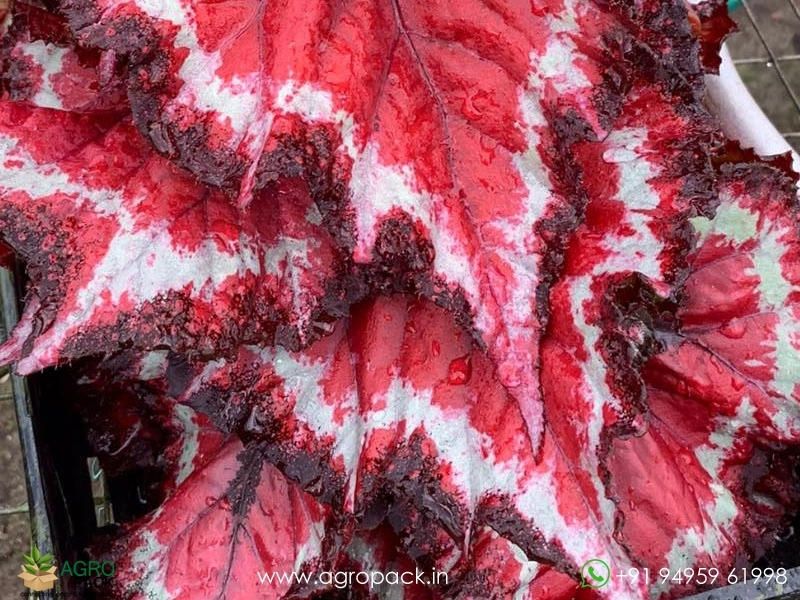 Harmonys-Tasmanian-Devil-Begonia4