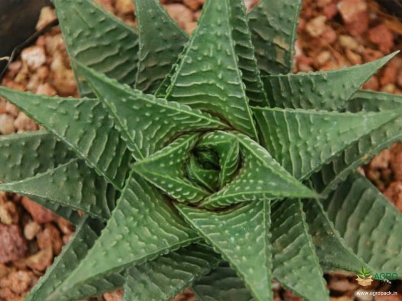Haworthia-Fairy-Washboard-Plant1