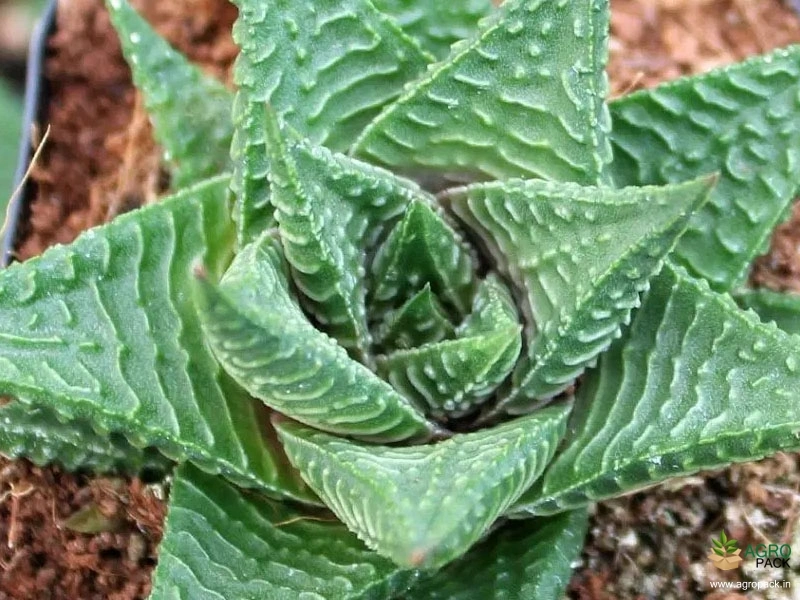 Haworthia-Fairy-Washboard-Plant3