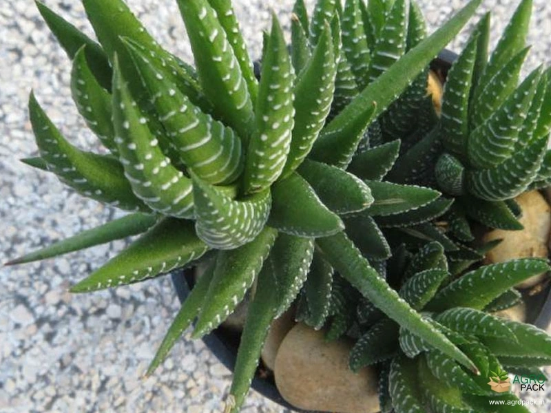 Haworthia-Zebra-Cactus2