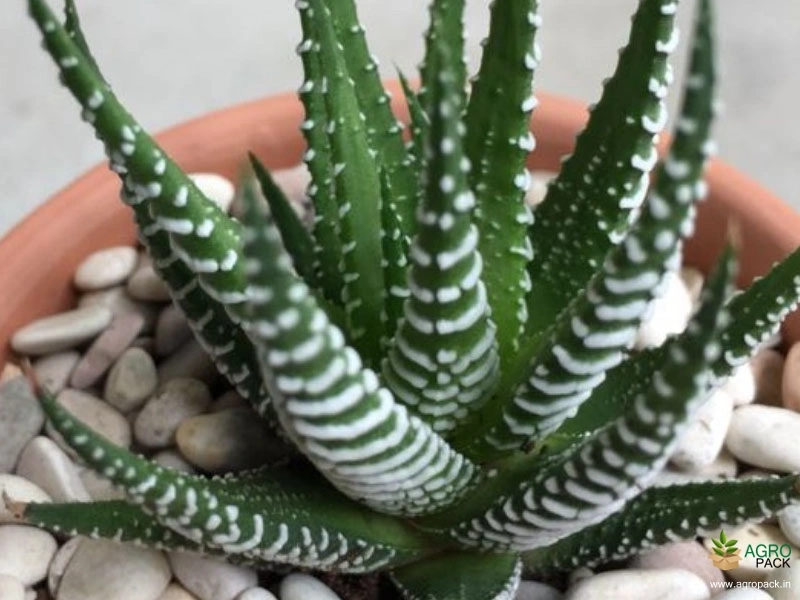 Haworthia-Zebra-Cactus3