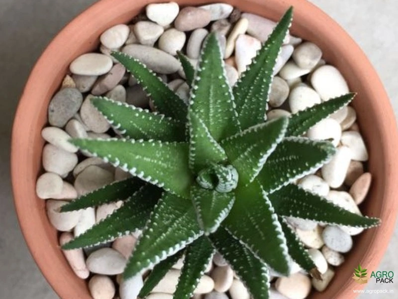 Haworthia-Zebra-Cactus4