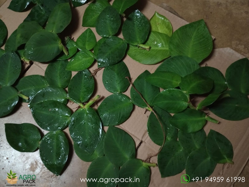 Healthy-Stem-Cuttings----Rhaphidophora1