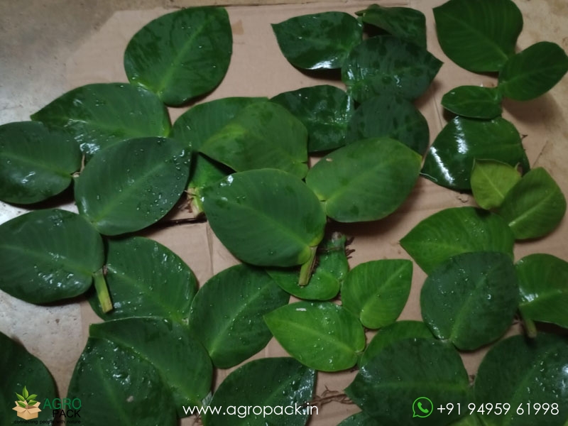 Healthy-Stem-Cuttings----Rhaphidophora2