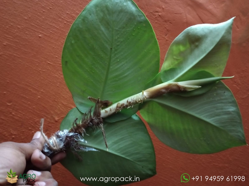 Healthy-Stem-Cuttings----Rhaphidophora3