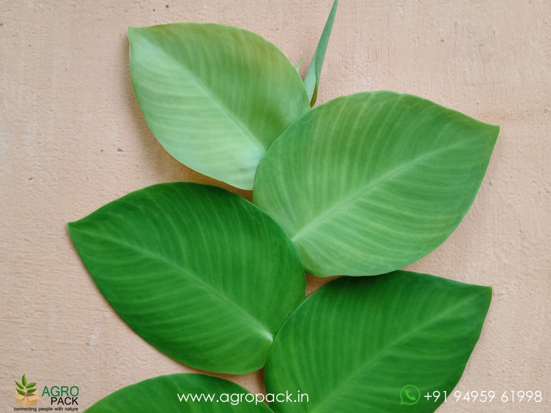 Healthy-Stem-Cuttings----Rhaphidophora5
