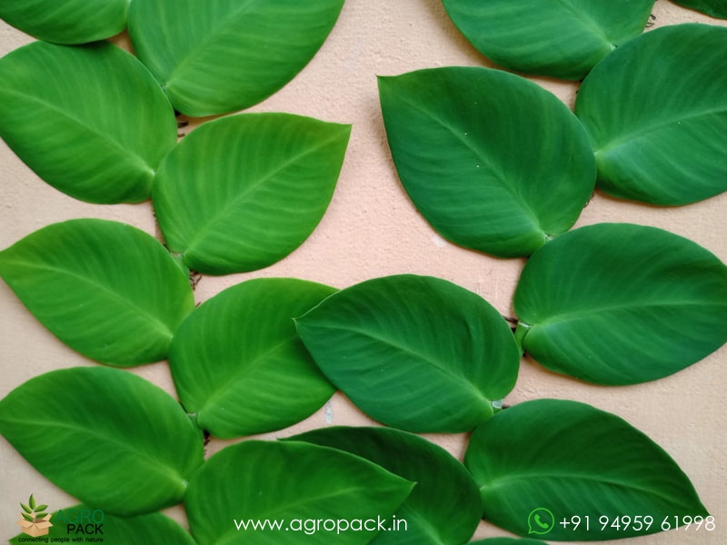 Healthy-Stem-Cuttings----Rhaphidophora6